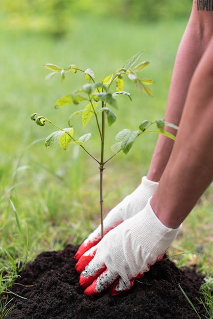 Un árbol en memoria de un hijo caído en Afganistán