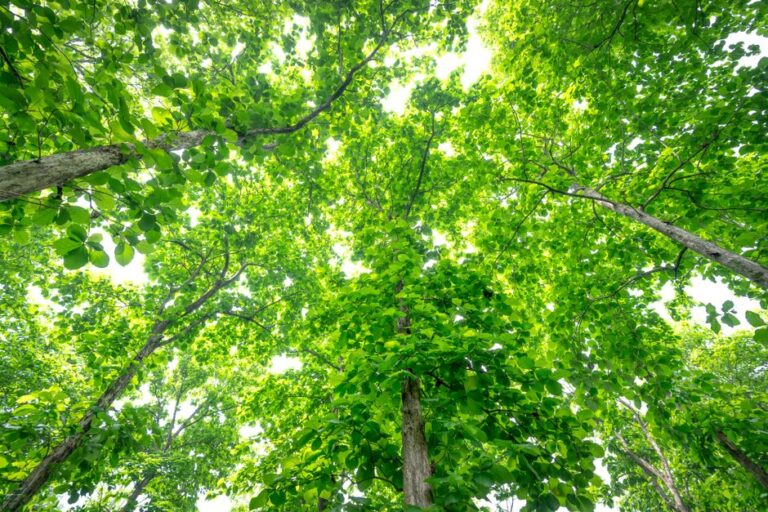 Tala ilegal y sus efectos en la política forestal en México